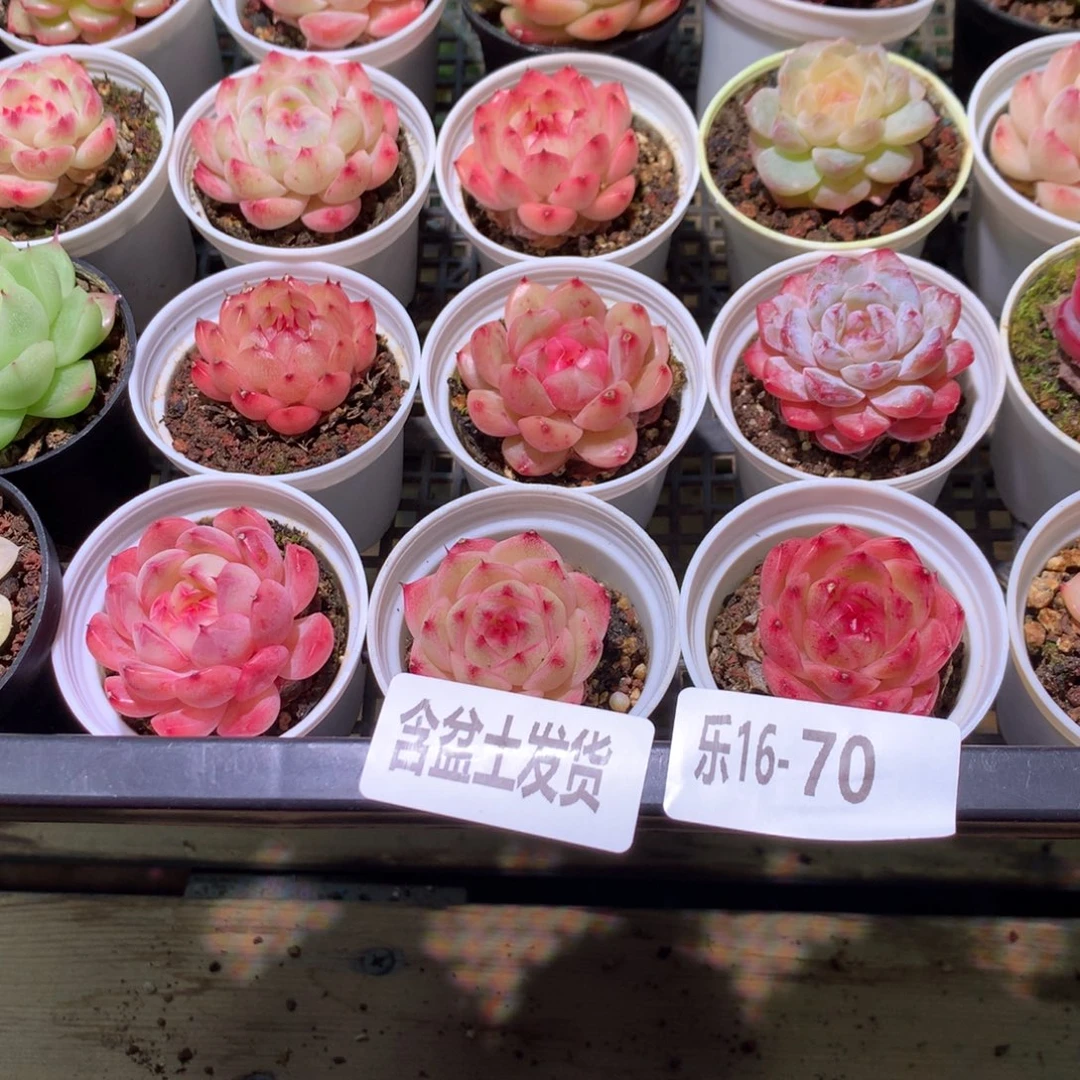 乐然16-70 框拍20颗