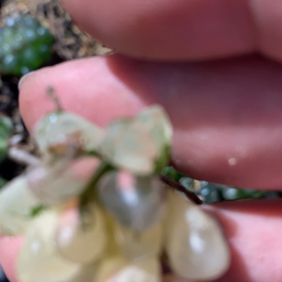 用***91044 一颗独立。