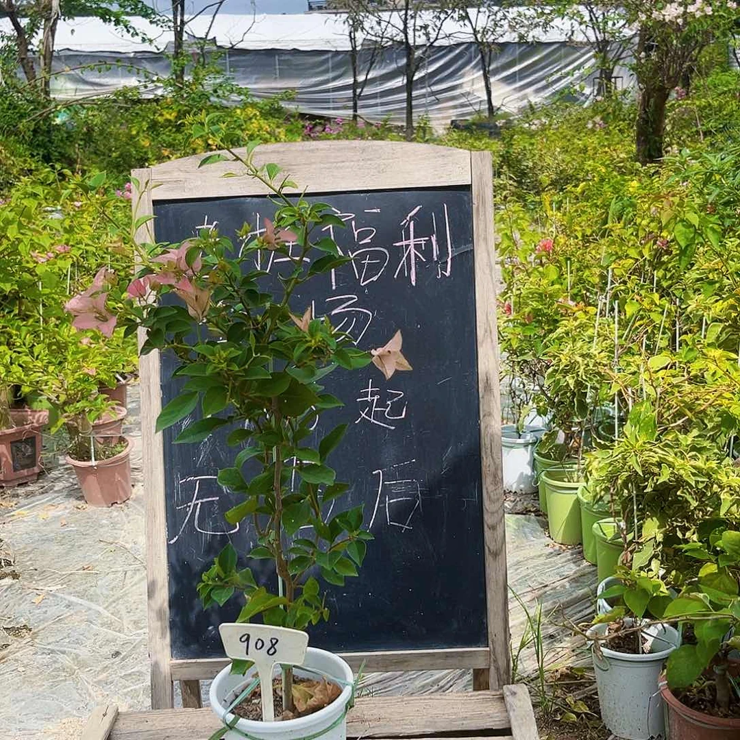 完全开放三角梅908