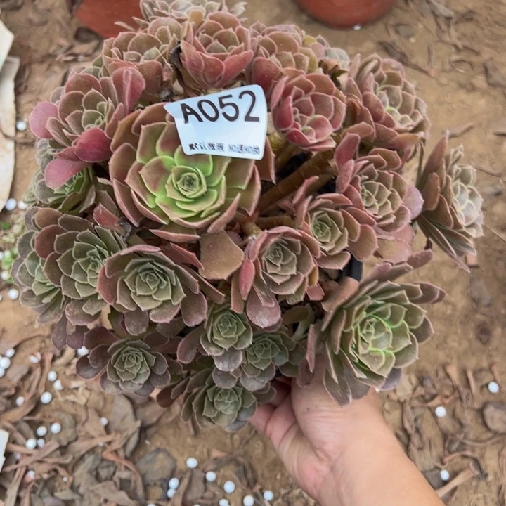 荷兰玫瑰多肉植物052.