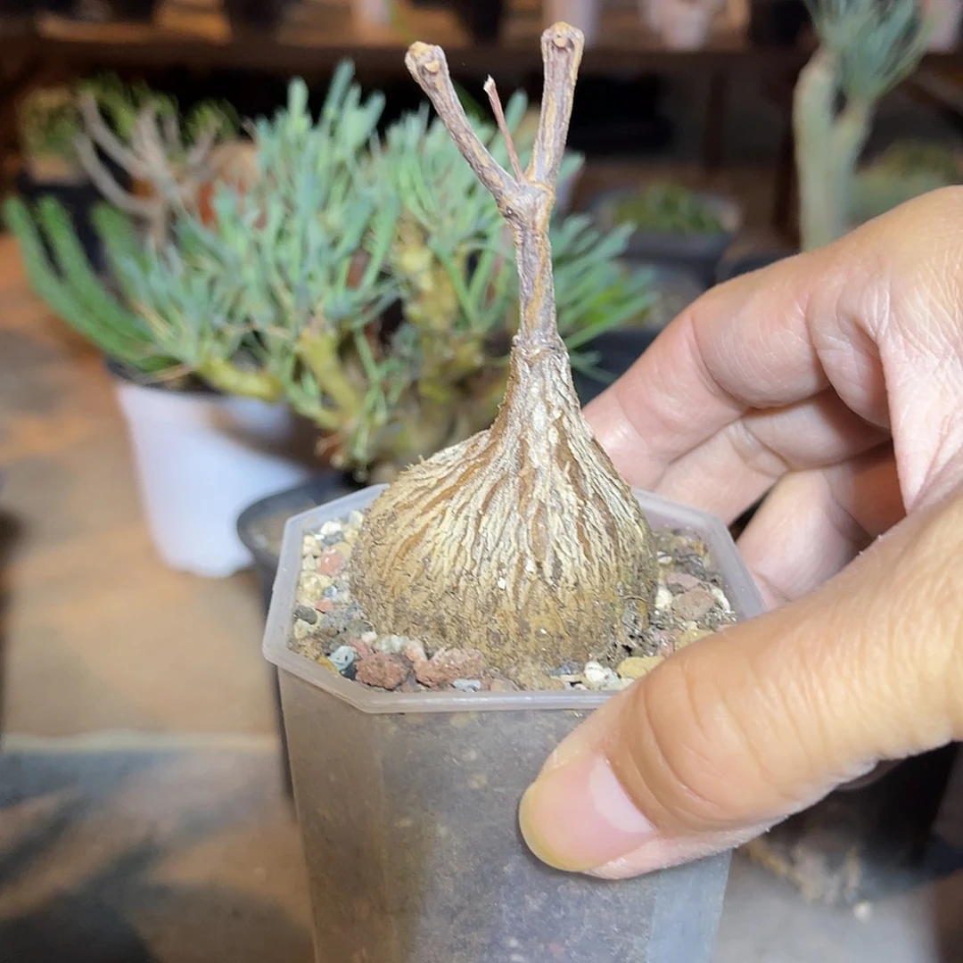 实生紫背罗摩一物一拍