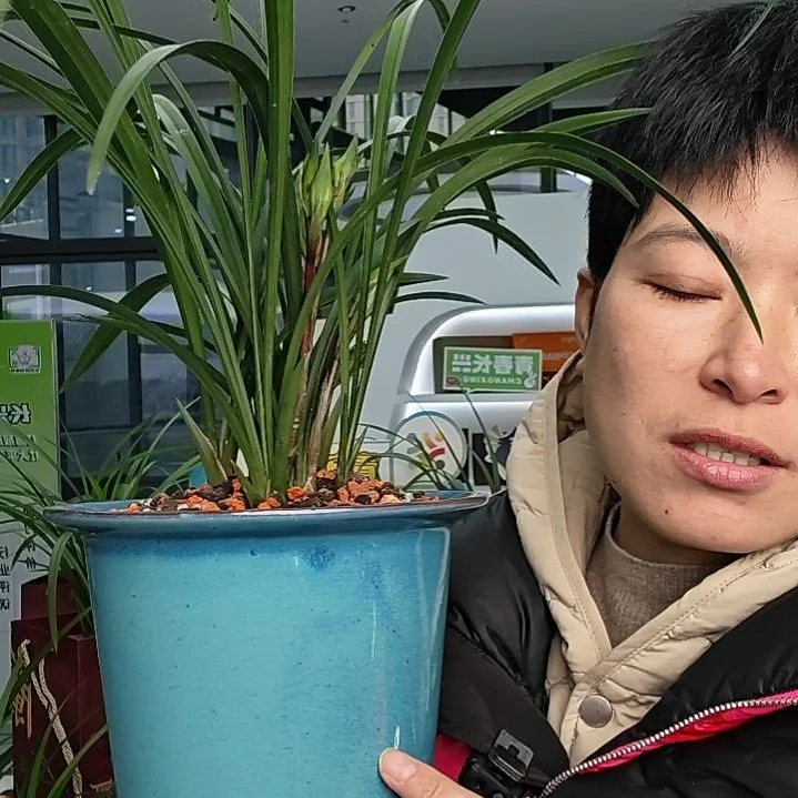 归***风完全开放原盆年宵花包邮发货