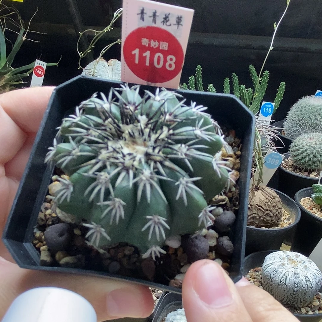 实生奇特圆盘玉一颗5.3cm