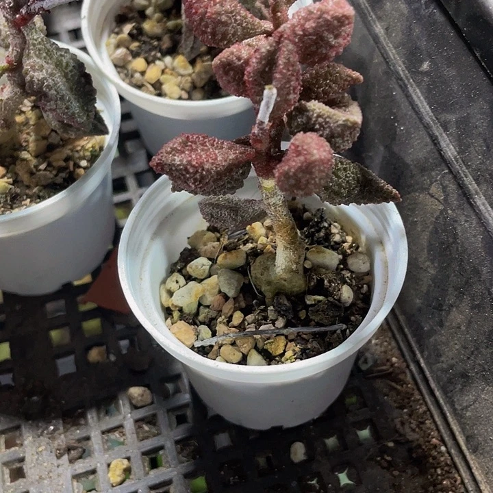 老庄荔枝皮水泡带盆土发