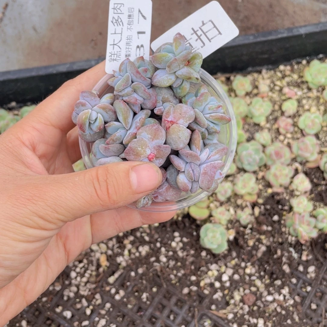 糕大上多肉植物317