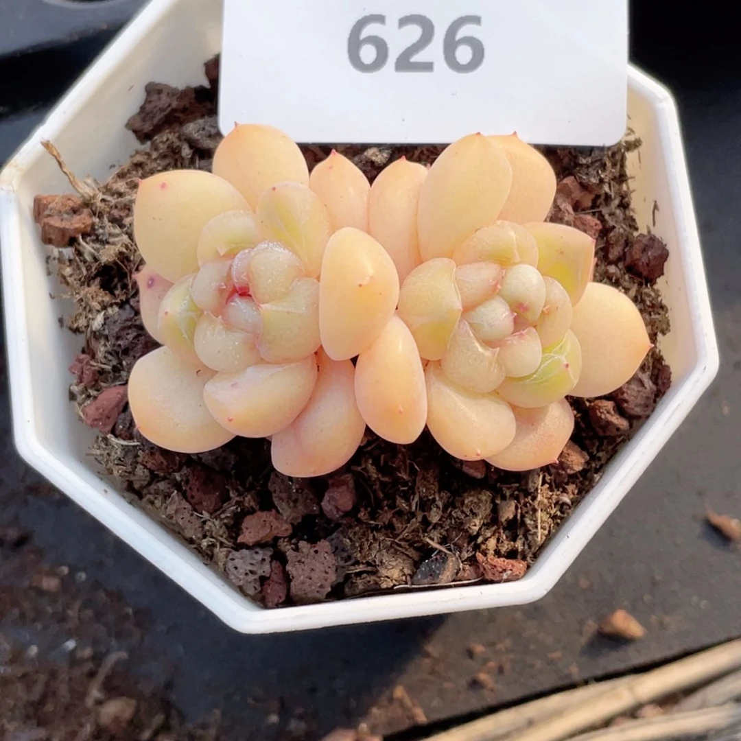 暖*626号糖心冰心珍妮