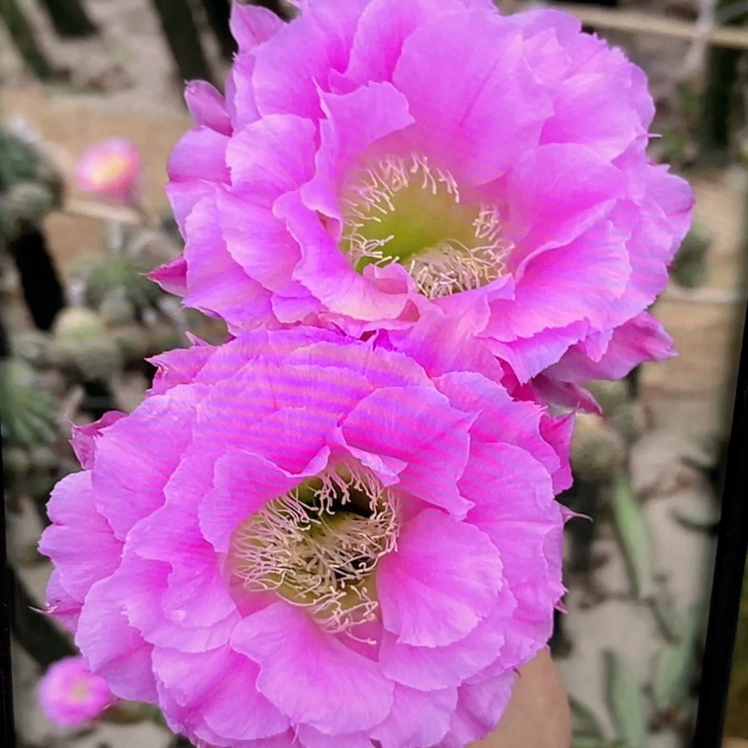 彩 烟花侧芽5公分左右