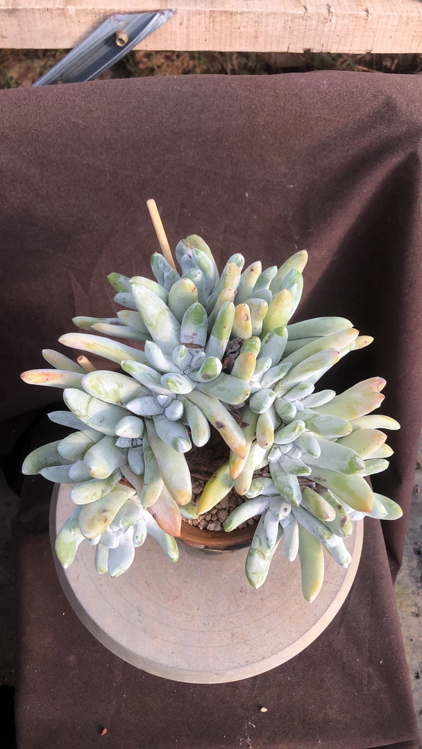 多肉植物拇指大树桩朵朵缀12头