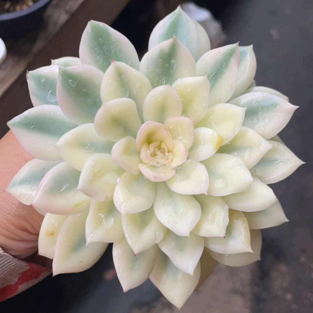 橙梦露 单拍 组合 多肉植物