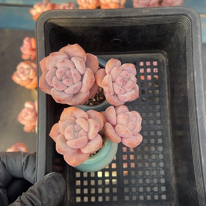 3176，俩个双头紫梦露带盆