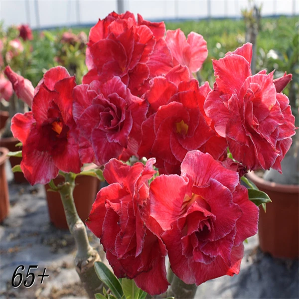 腾泓沙漠玫瑰 65+石榴裙 重瓣沙漠玫瑰经典花色大花多层瓣爆花款
