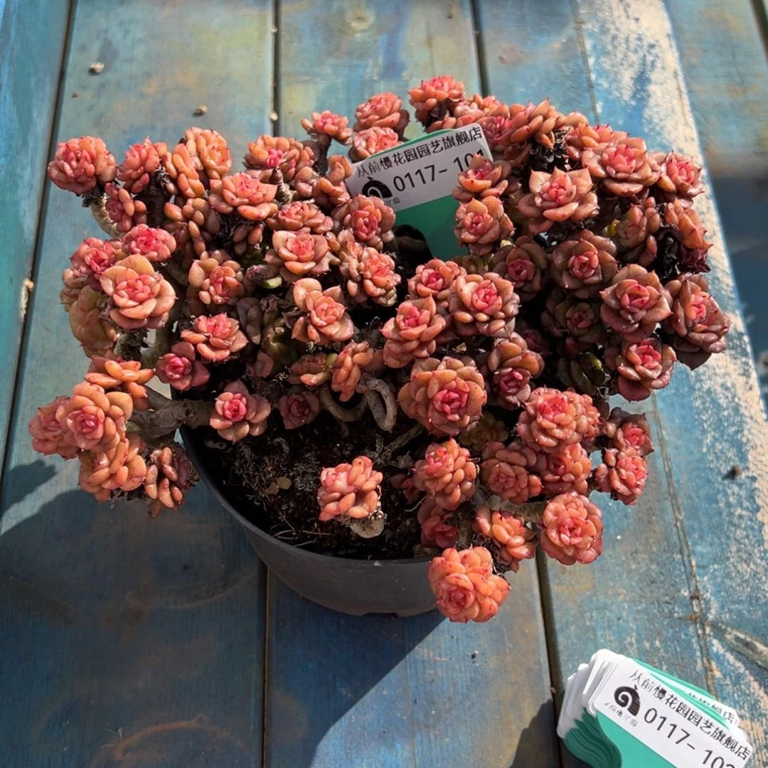 傻**名从前慢多肉精选编号0117.101