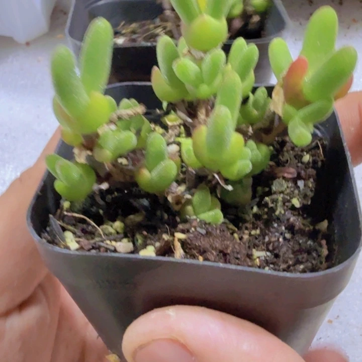 小兔子群新品一颗