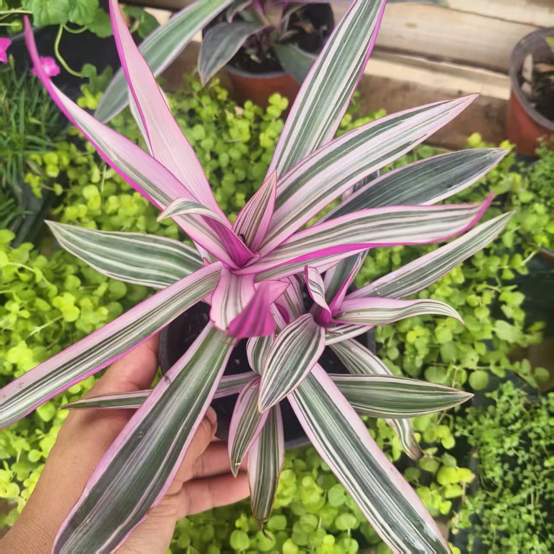 紫露兰盆栽花苗庭院绿化植物四季耐热耐寒