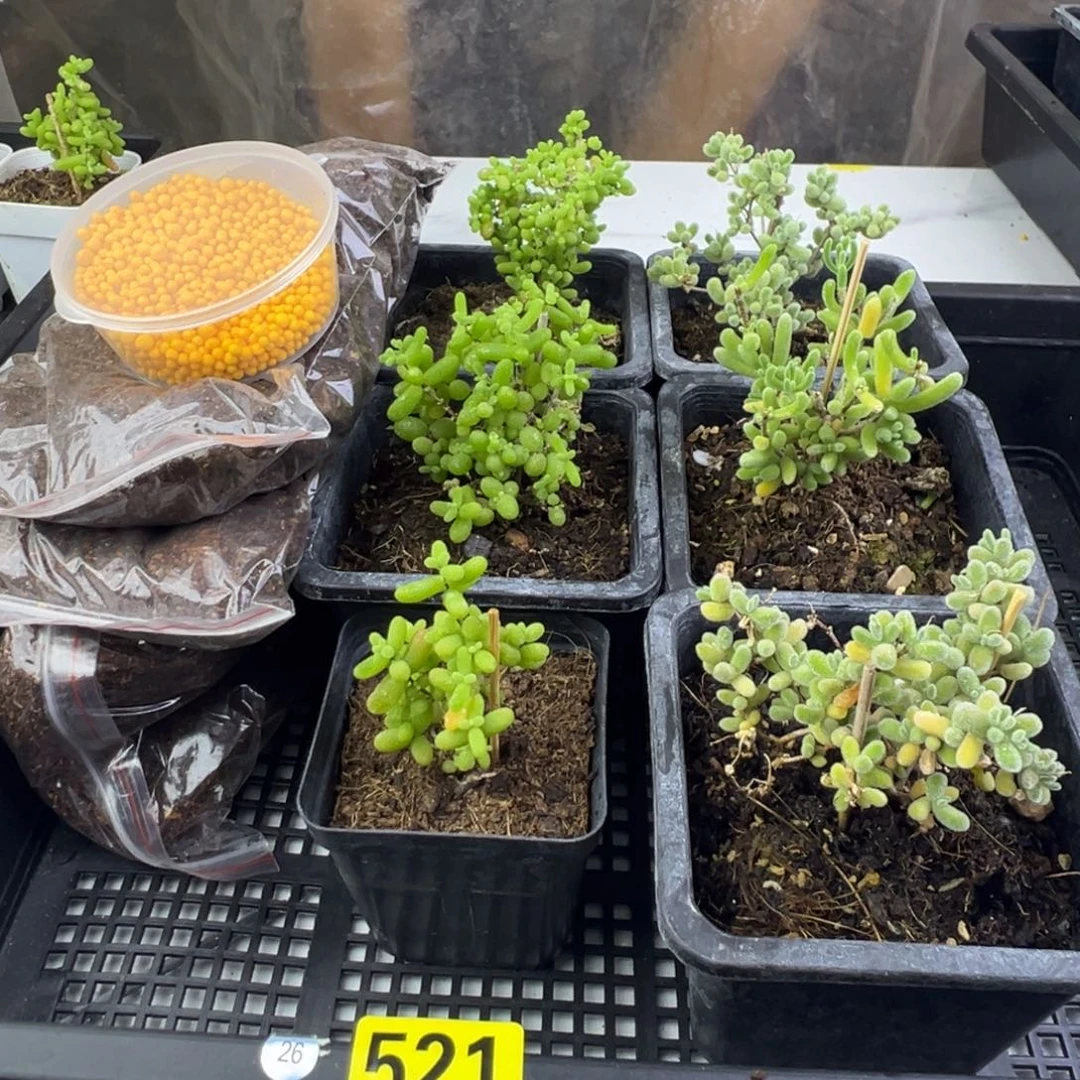 枝干番杏多肉植物521