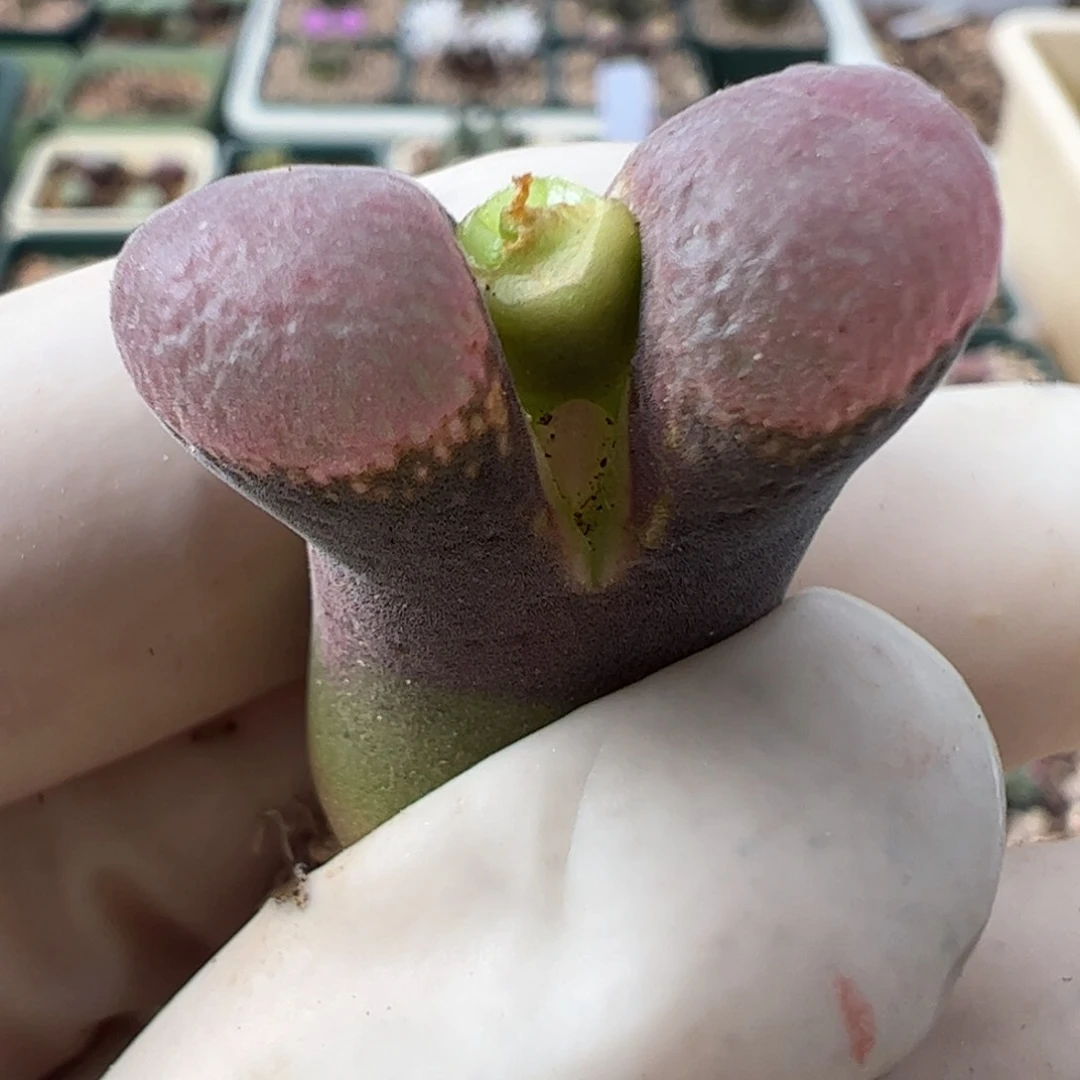 644 好看的多肉冲冲冲