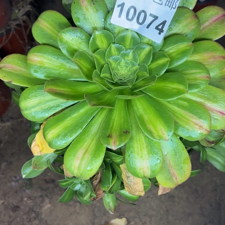 10074南琉璃多肉植物