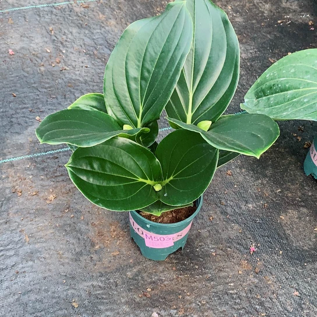 无花朵专***瓦木本花卉503