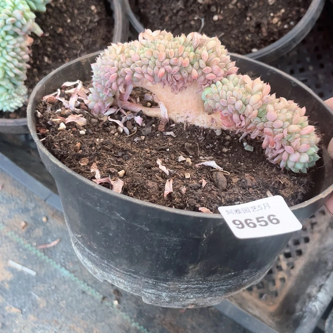 阿雅园艺。   9656白胖子缀