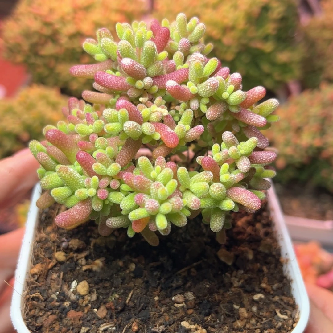 423蜜桔可爱多肉植物