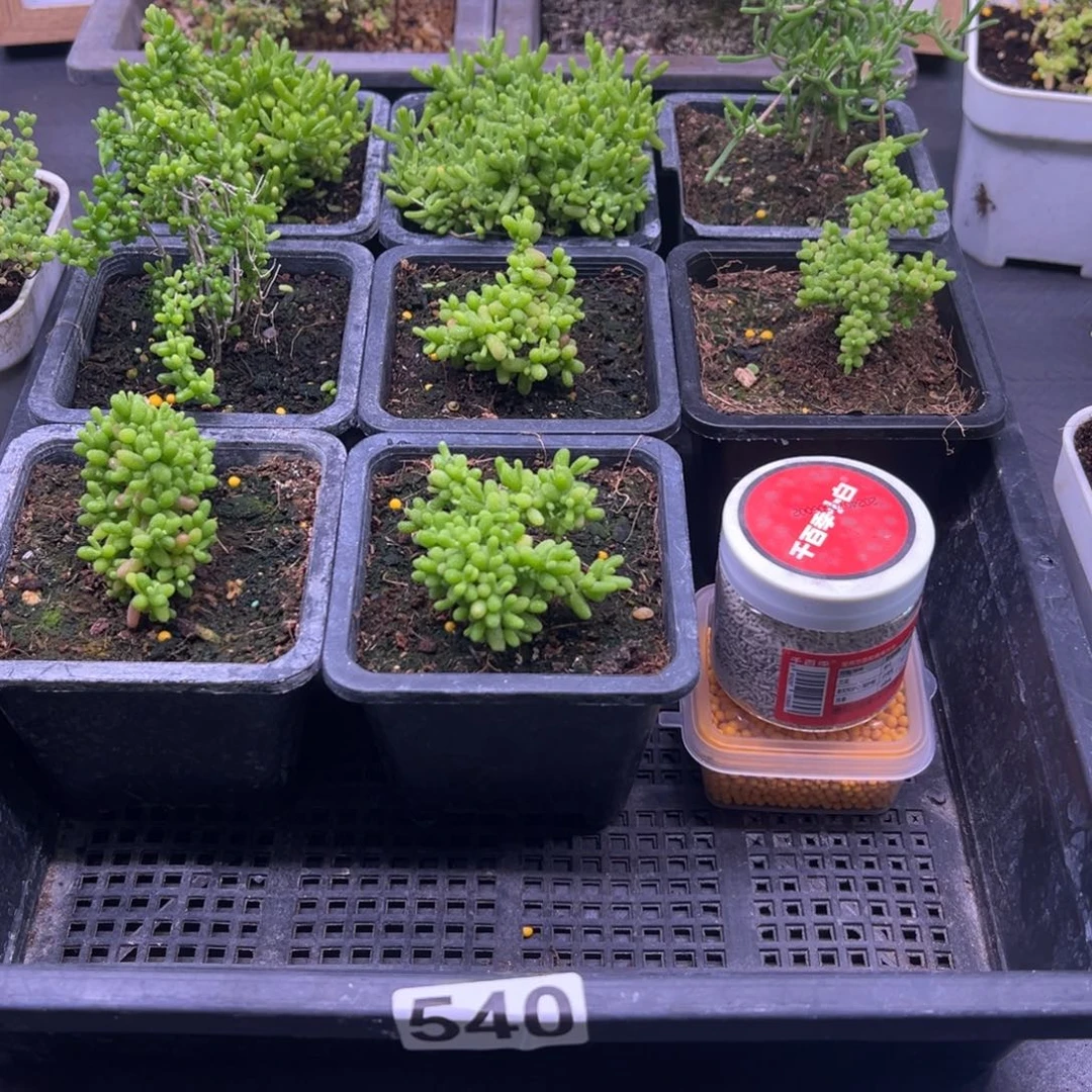 枝干番杏多肉植物540安