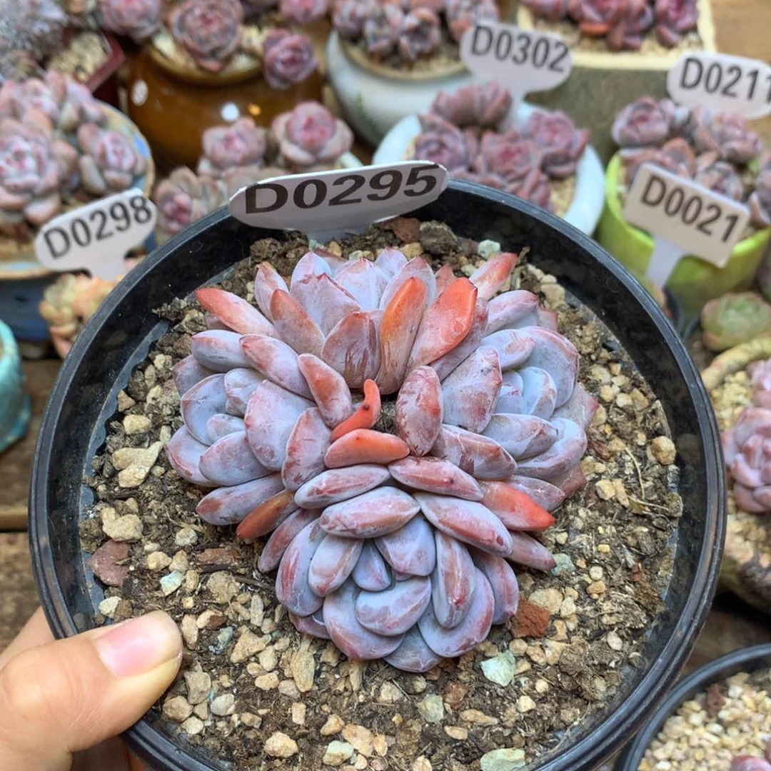 D0295 橙子 无砍 老桩