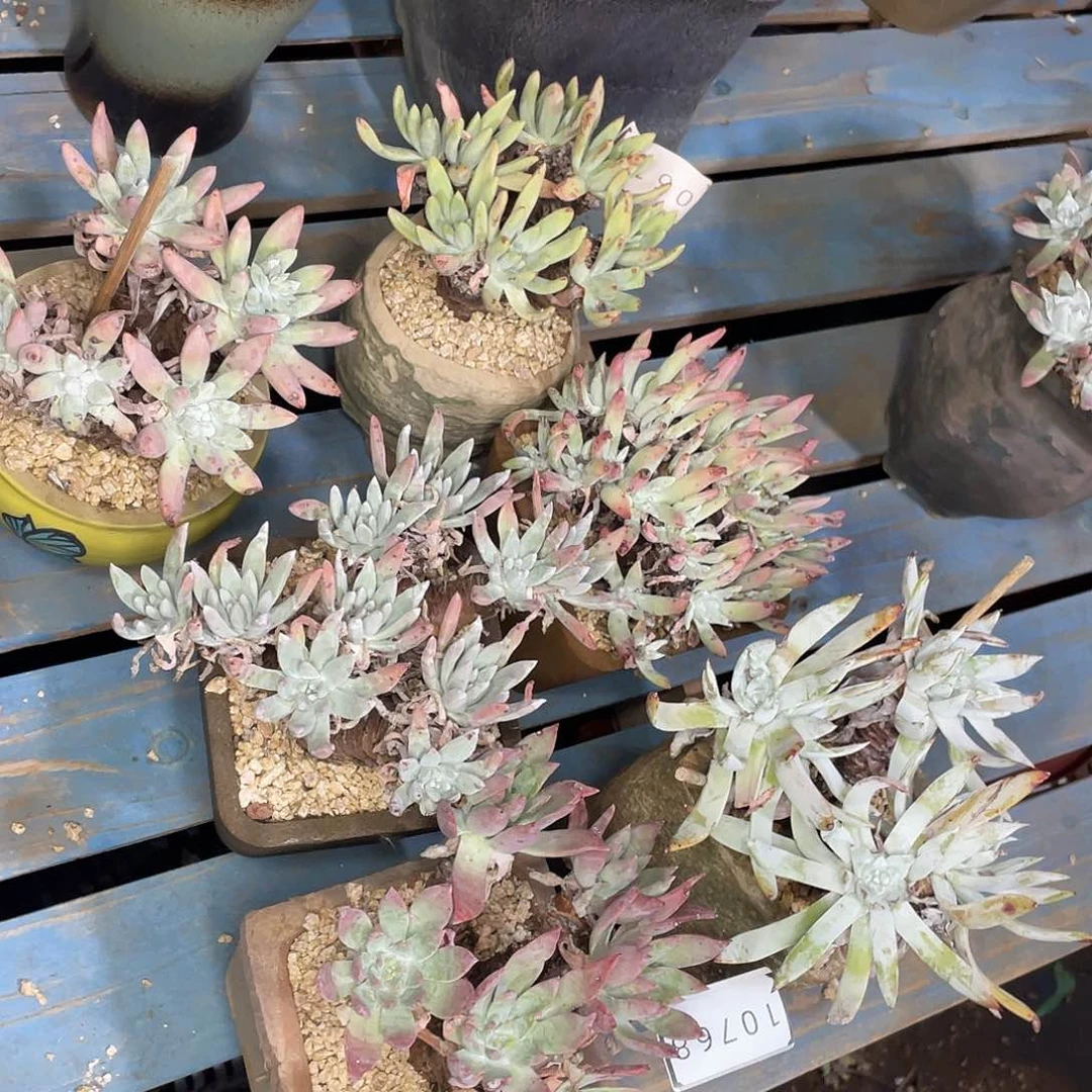 花**人特价不售后6颗10678