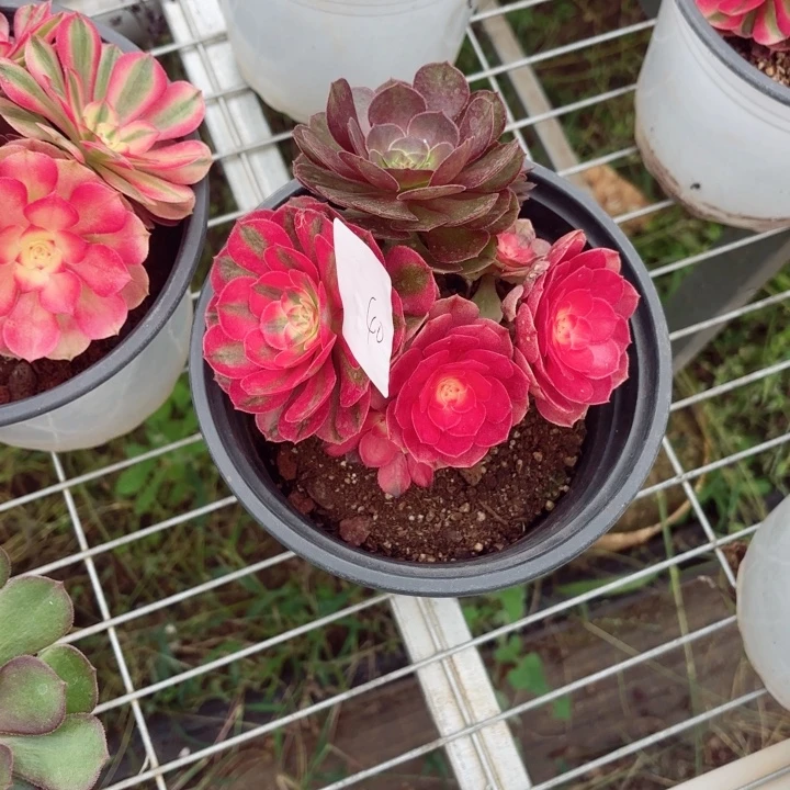 云南荔枝好看40号