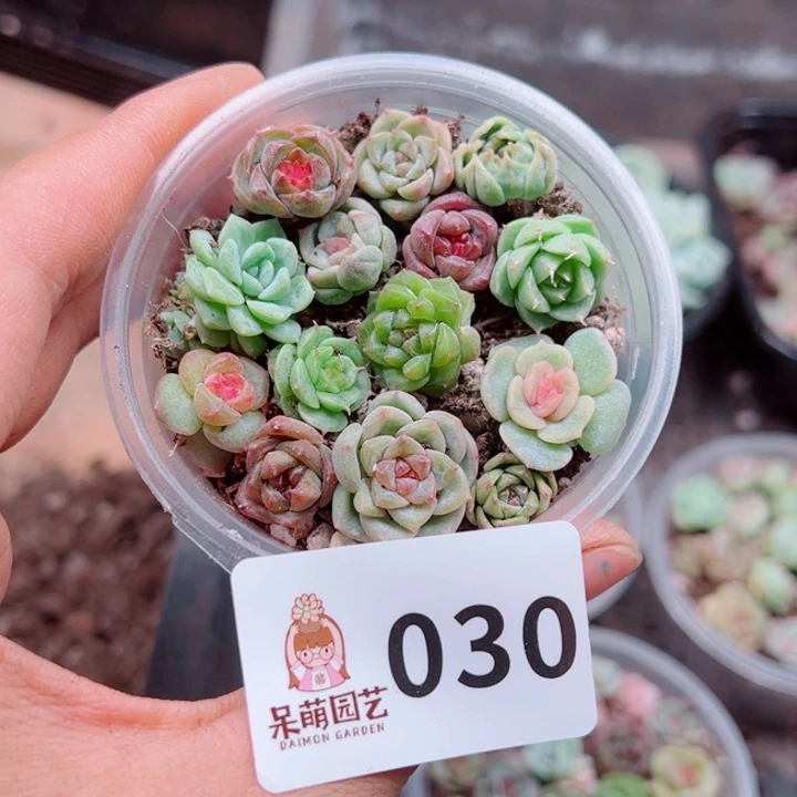 昕***花多肉植物多肉植物