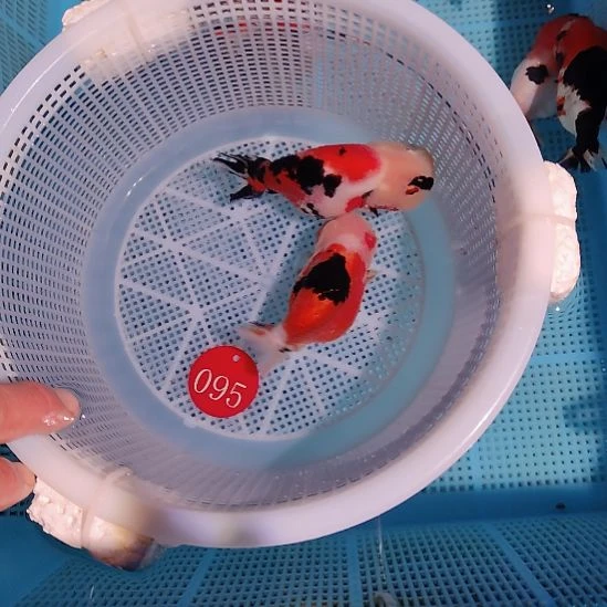 金鱼095兰寿两只特价顺丰包邮