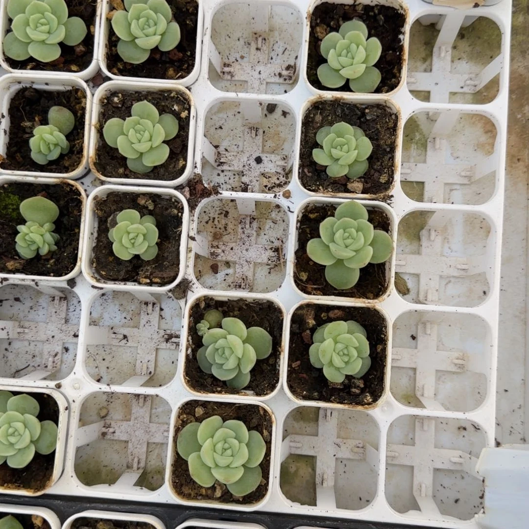 淼假茘枝盆新床一个满25包邮