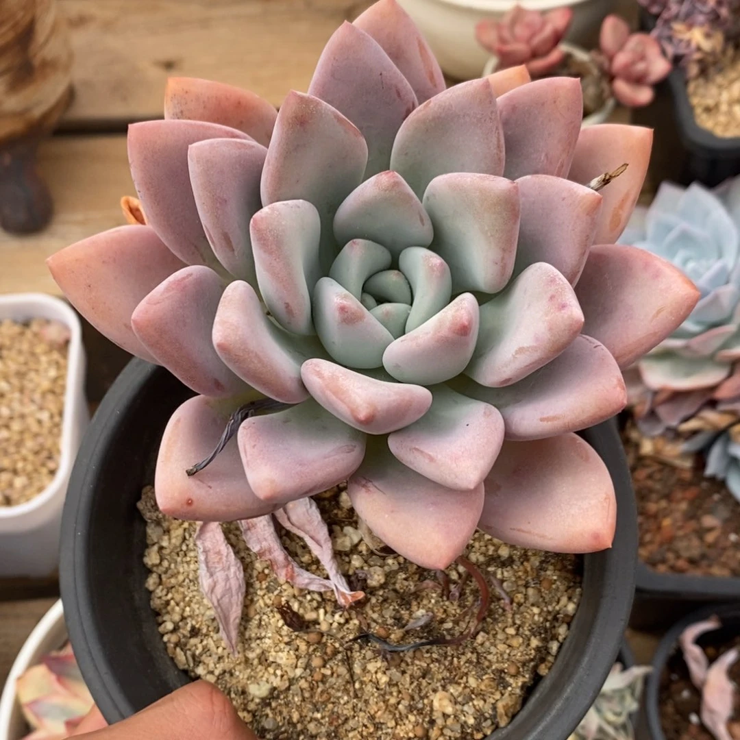 奥普多肉植物A519