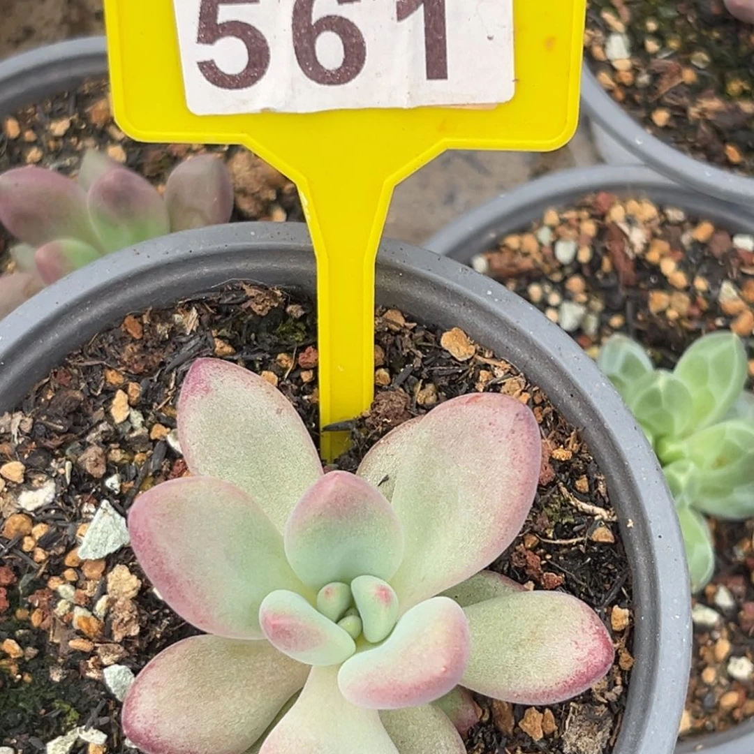 赫本多肉植物561.