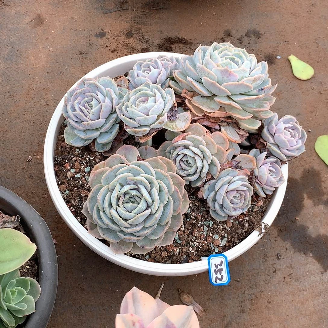 352蓝色惊喜一物一拍多肉
