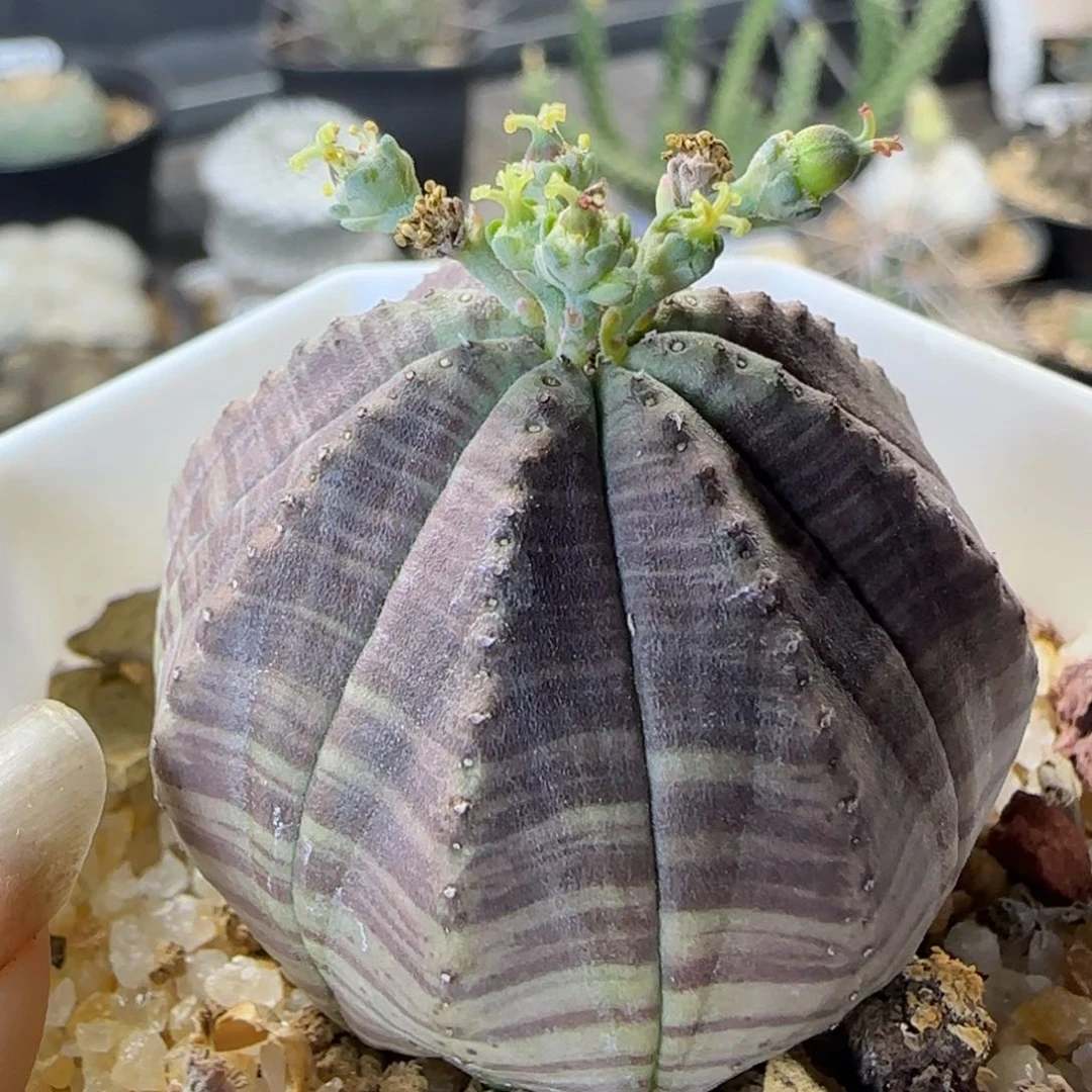 014实生血斑布纹球多肉3.8厘米