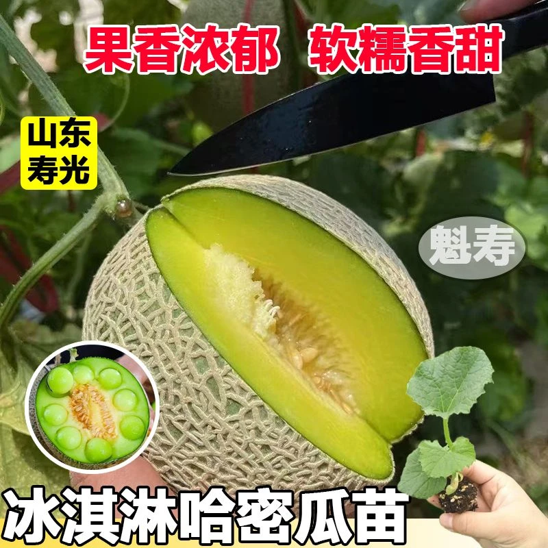 冰淇淋甜瓜种子 黄绿肉网纹甜瓜 哈密瓜种籽 春四季香甜水果种孑
