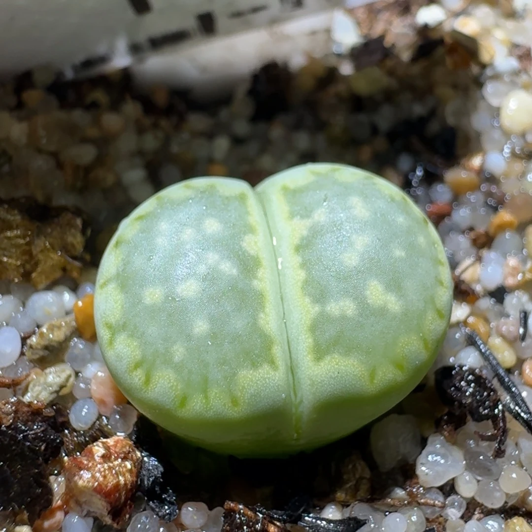 Ssss清货价便宜出153