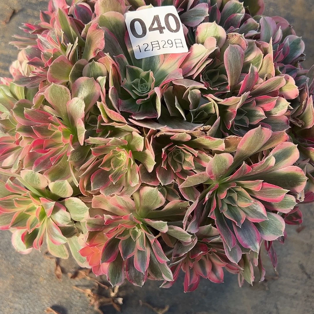 12.29-40男神多肉植物