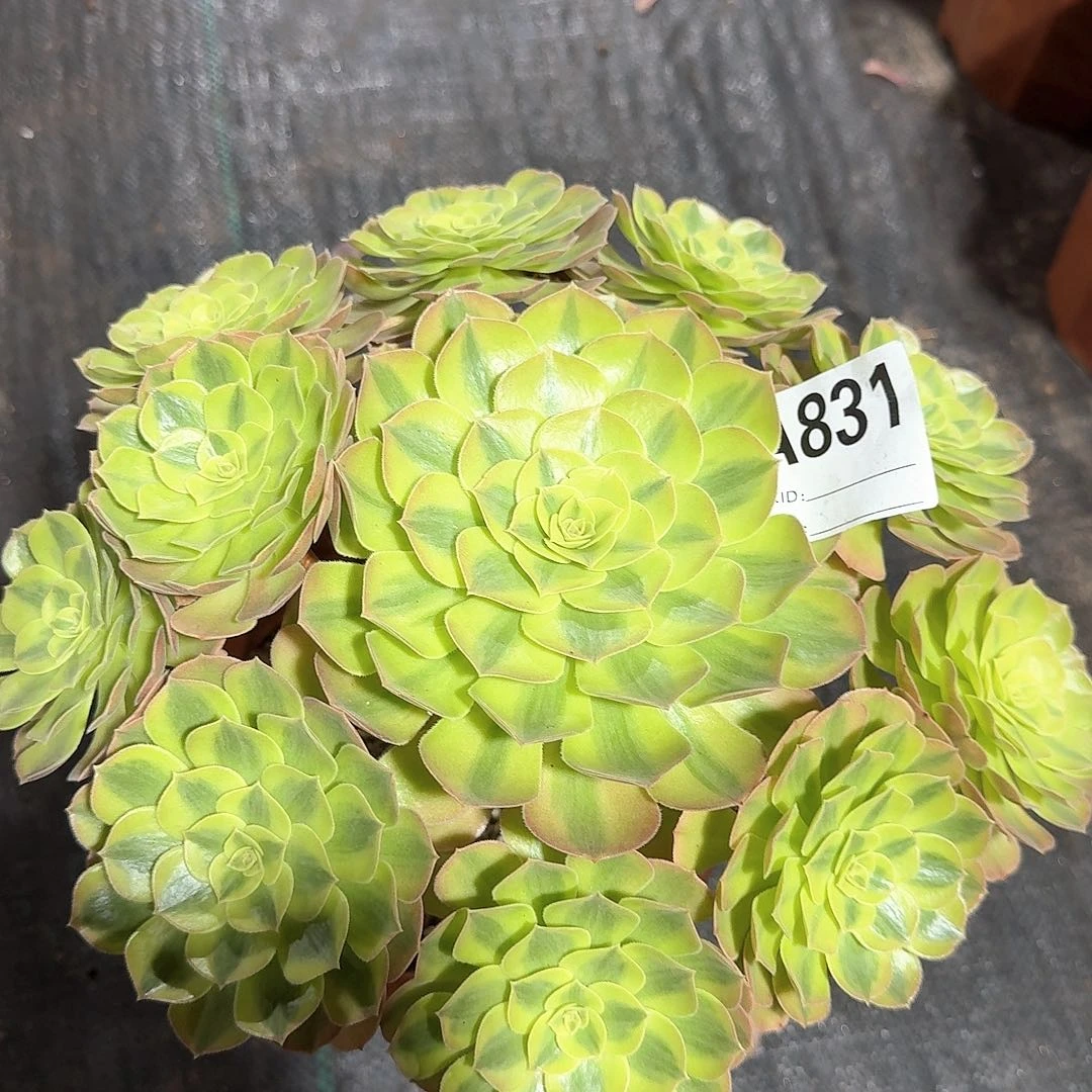 闯***，雨荷法师带盆发831