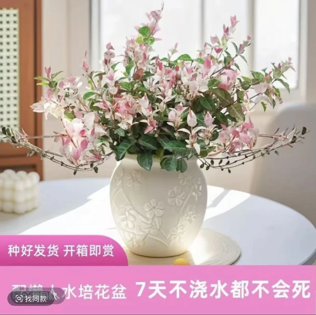 ZY花叶络石盆栽五彩藤蔓四季彩叶耐热耐寒适合阳台办公室