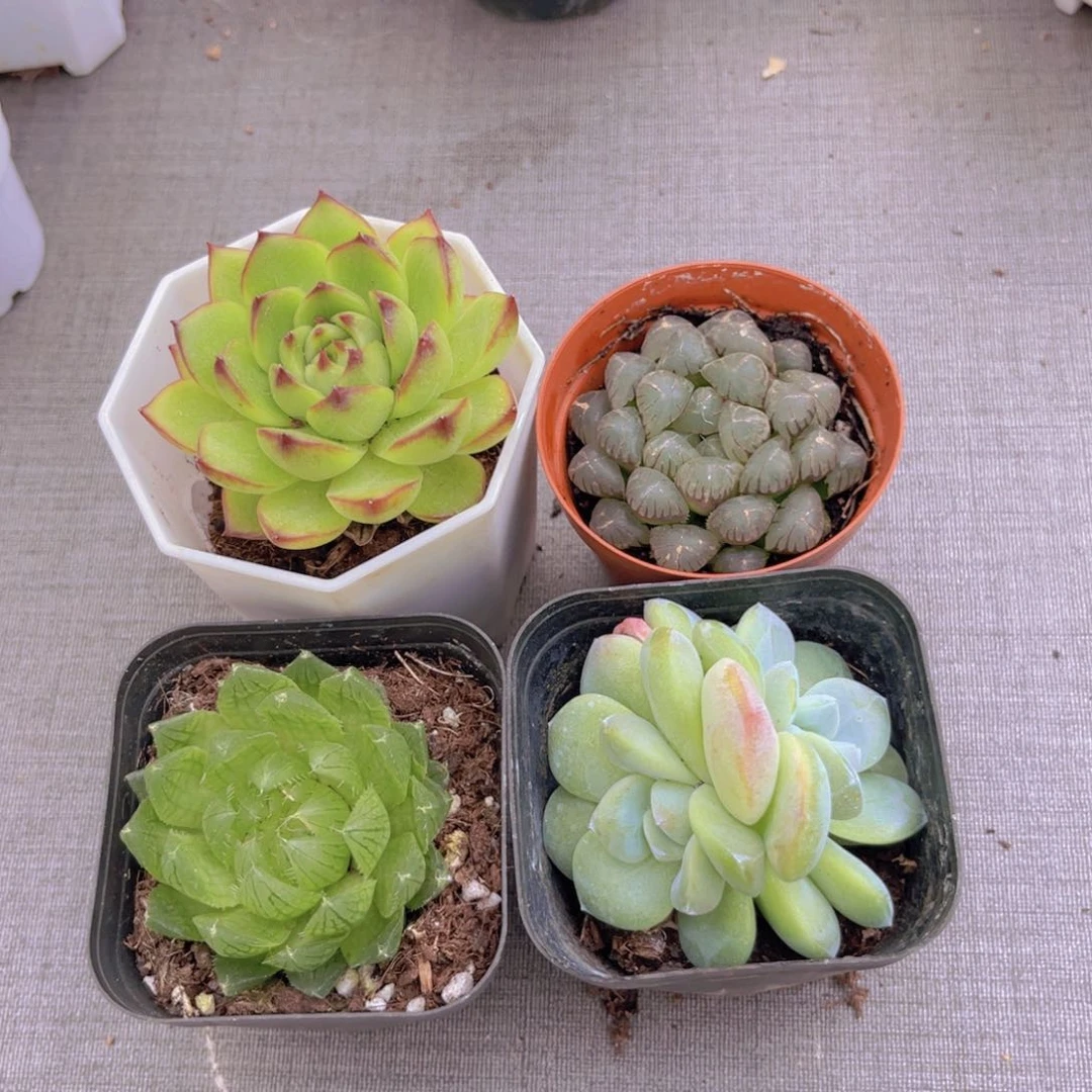 月亮石。 樱雨露。姬雨露。冰玉多头