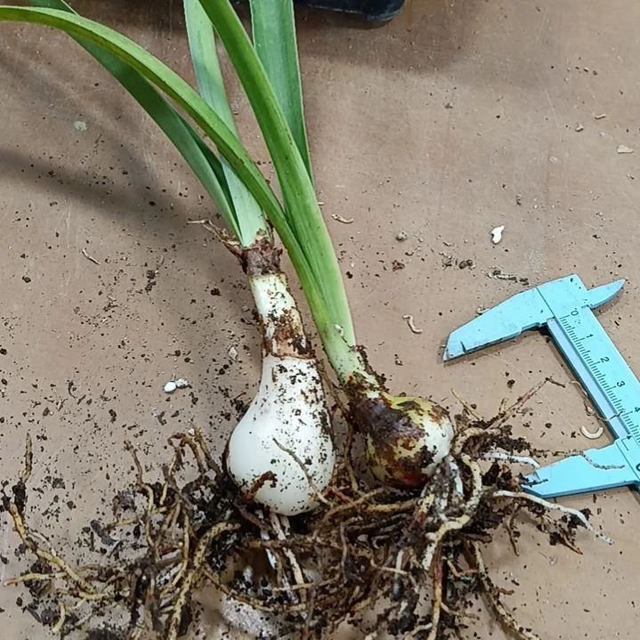 ****了无花朵灯塔2+3+各一个