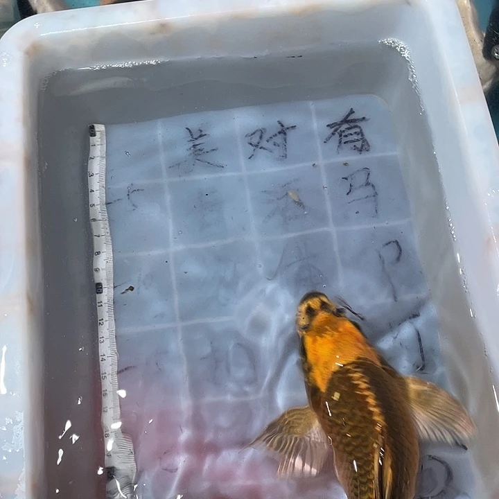 蝴蝶鲤鱼渔场直发56