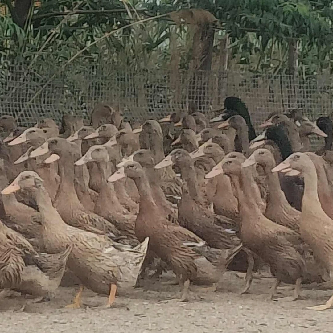 大红金锭蛋鸭又叫产蛋王单只2.6斤左右，两只装下绿皮蛋包邮到家