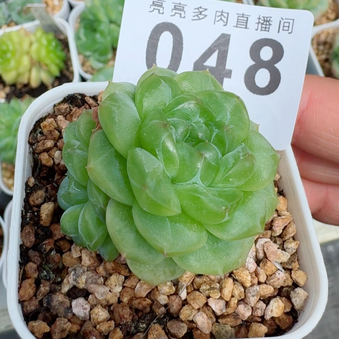 绿体珍妮双头            精美多肉植物