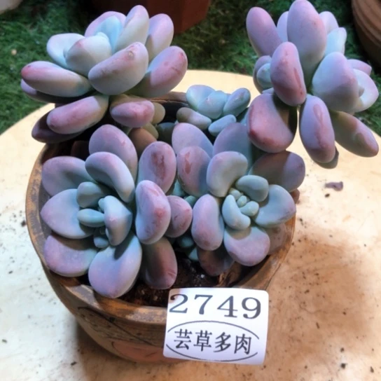 红洛神，2749，一物一拍