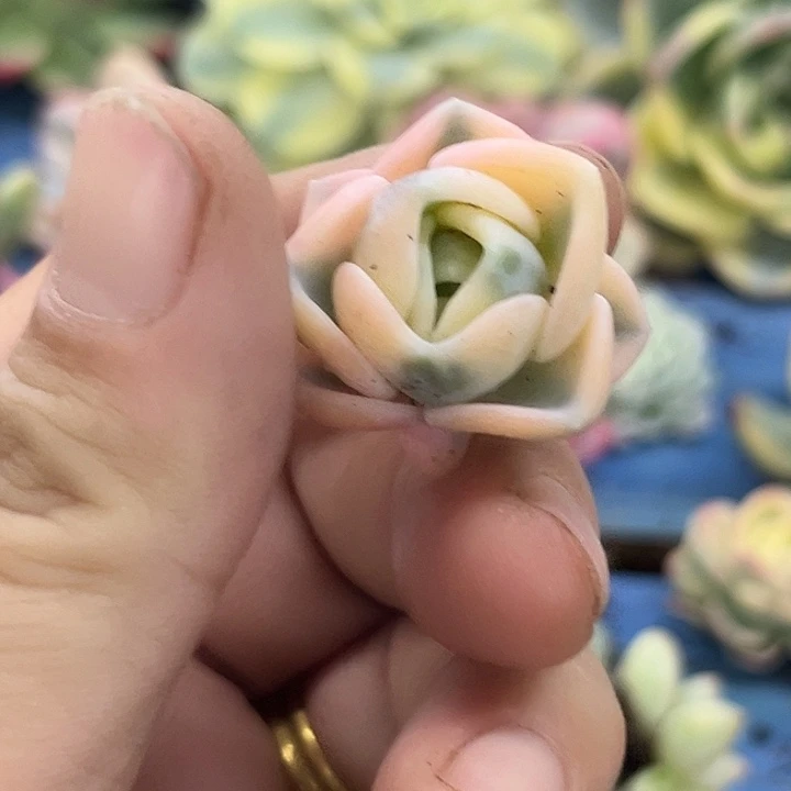 404美尻腹轮锦无根可嫁接