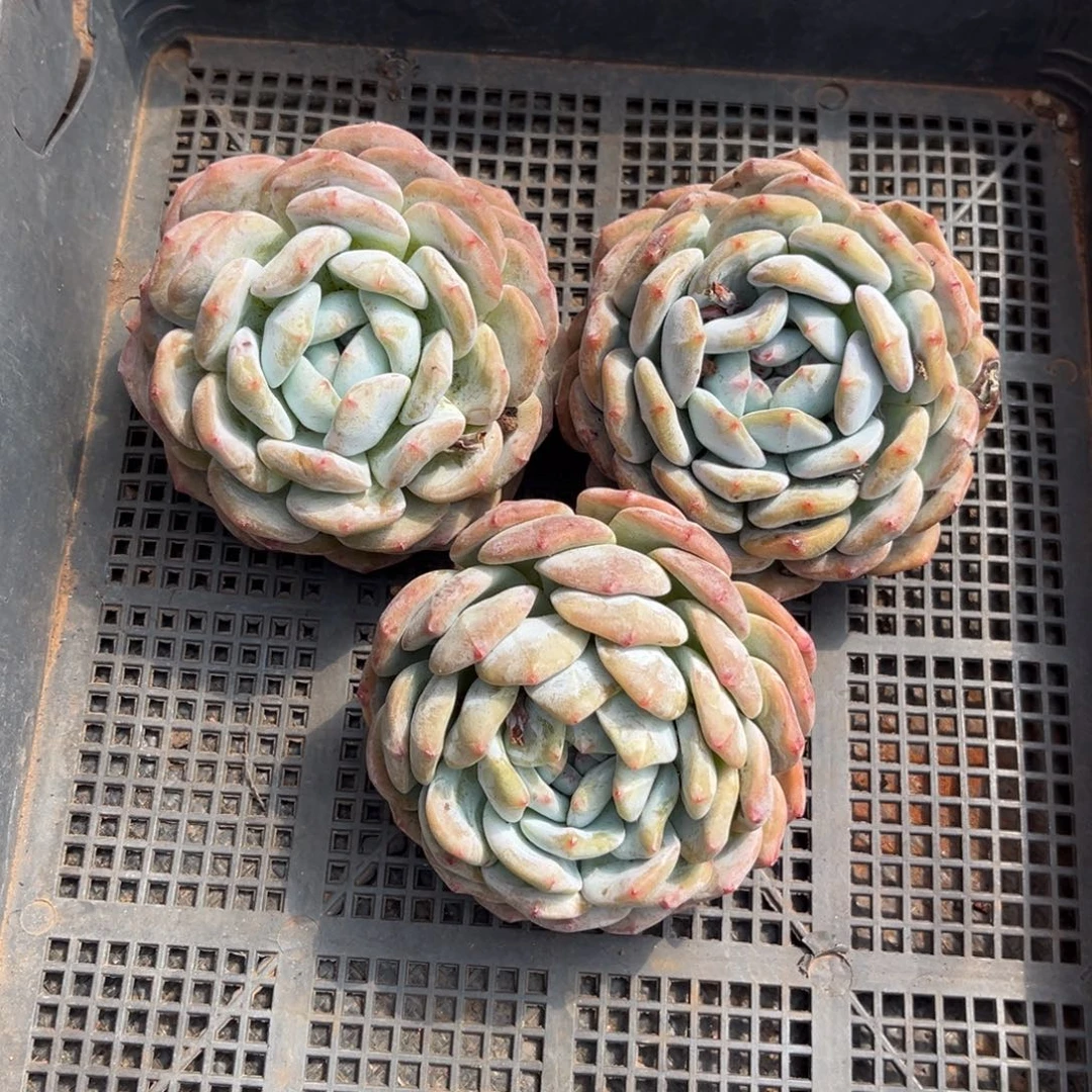 058号新疆西藏内蒙古不包邮