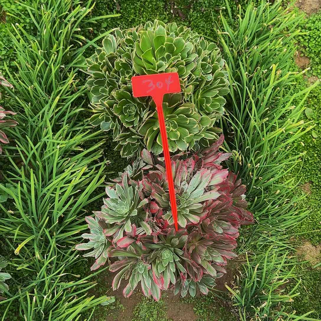 304两颗哦哦哦哦哦