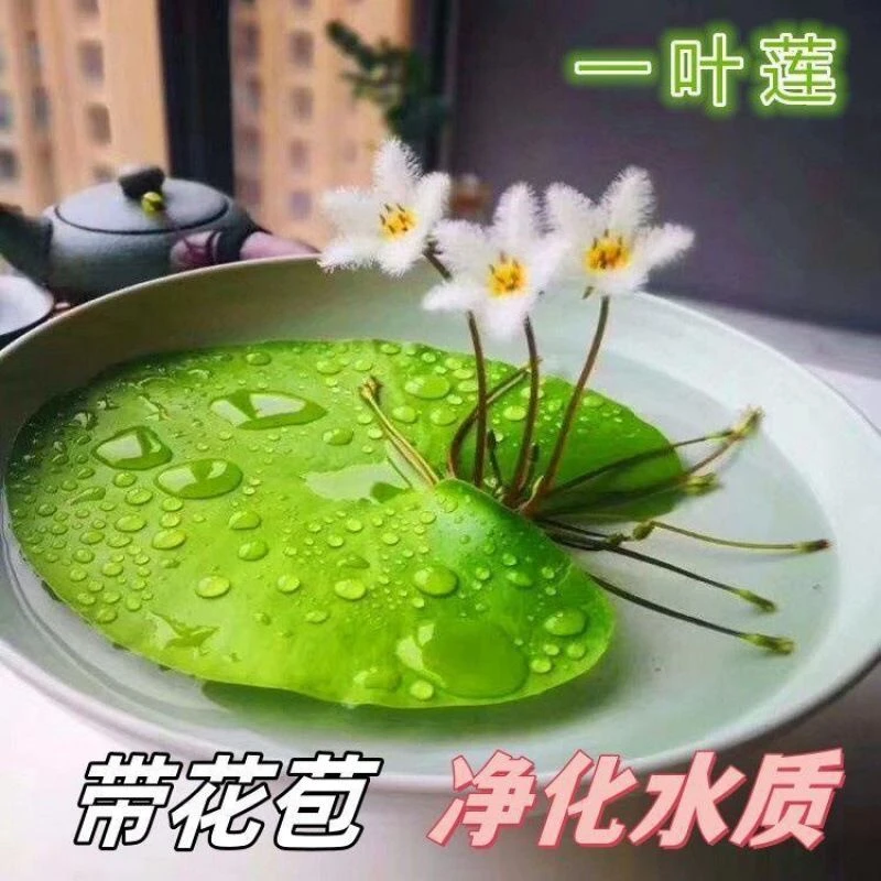 一叶莲水培植物带花苞碗莲水生睡莲金银莲四季荷花四季开花鱼虾缸